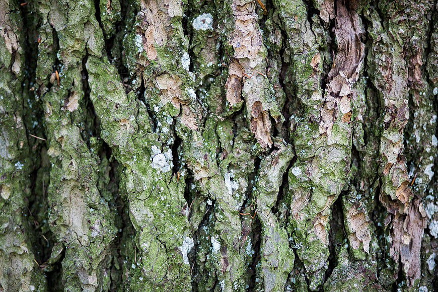 Close-up Texture of Mossy Tree Bark in Forest