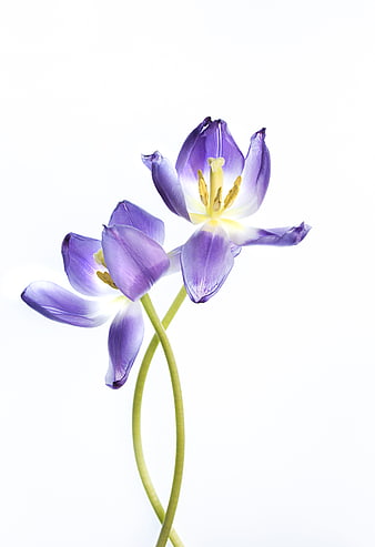 Two Purple Tulips Isolated on White Background