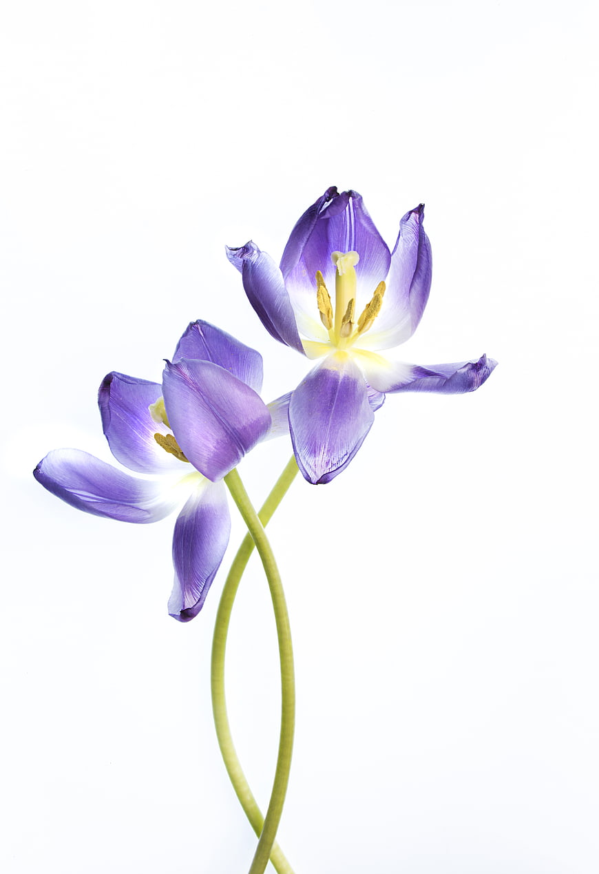 Two Purple Tulips Isolated on White Background