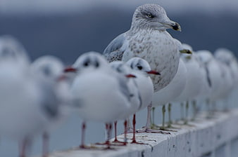 Seagulls perched on a railing with blurred background