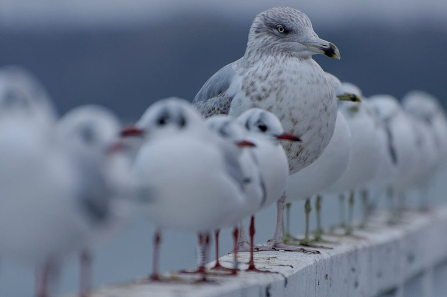 Seagulls perched on a railing with blurred background