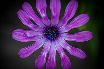 Close-up of a vibrant purple flower with blue center