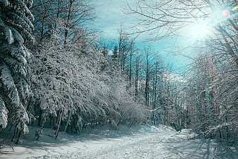 Sunlit Winter Forest Path with Snow-Covered Trees