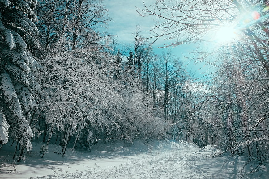 Sunlit Winter Forest Path with Snow-Covered Trees
