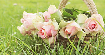 Pink Roses in Wicker Basket on Green Grass