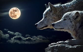 Two white wolves howling at full moon night sky