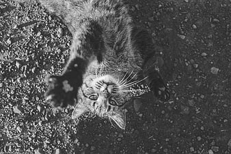 Black and white photo of a tabby cat lying on gravel