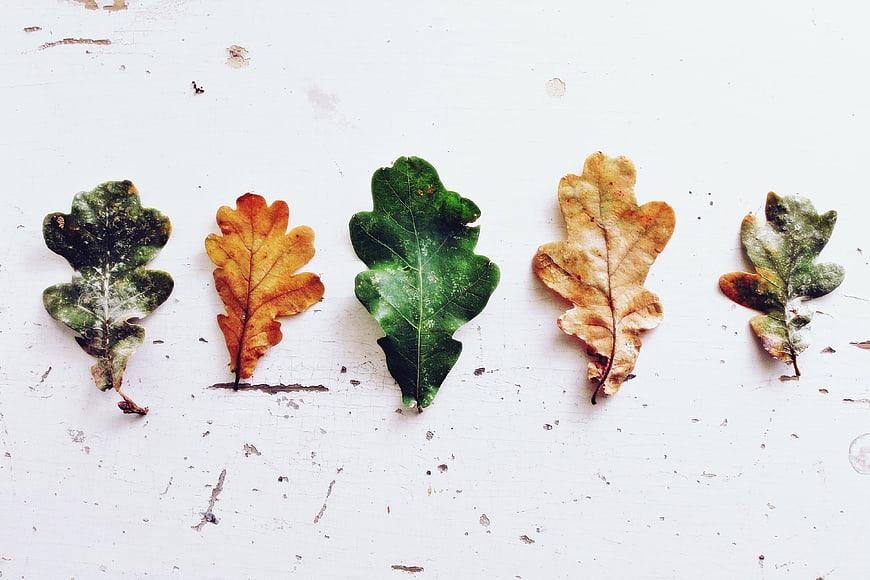 Five oak leaves in autumn colors on white background