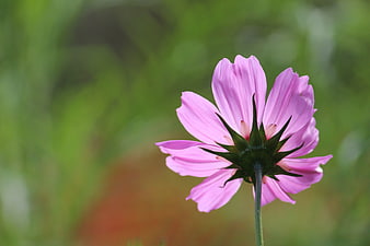 Pink Cosmos Flower Close-Up with Green Bokeh Background