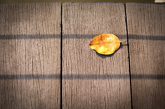 Yellow autumn leaf on weathered wooden planks with shadows