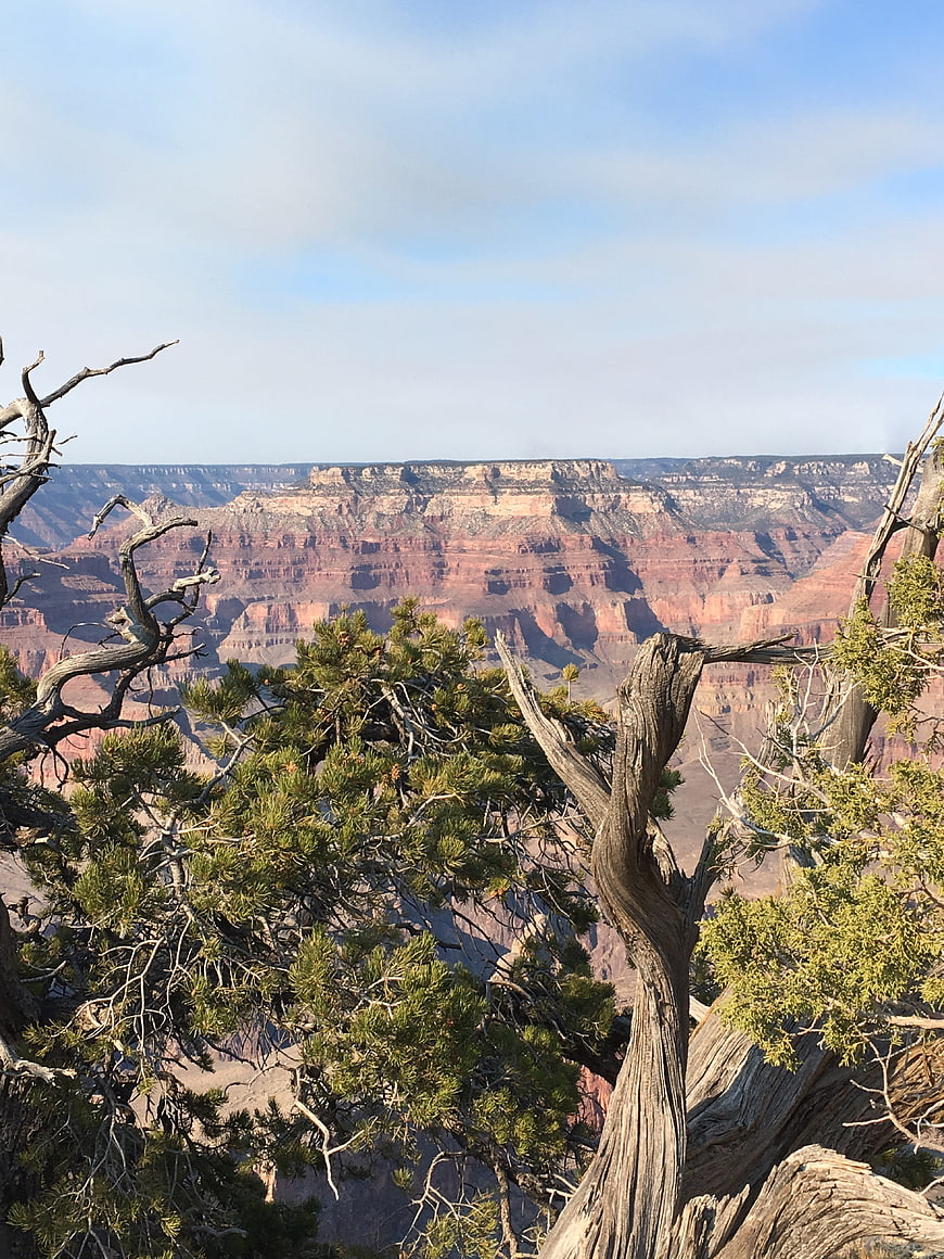 Grand Canyon landscape with juniper trees and red rock cliffs