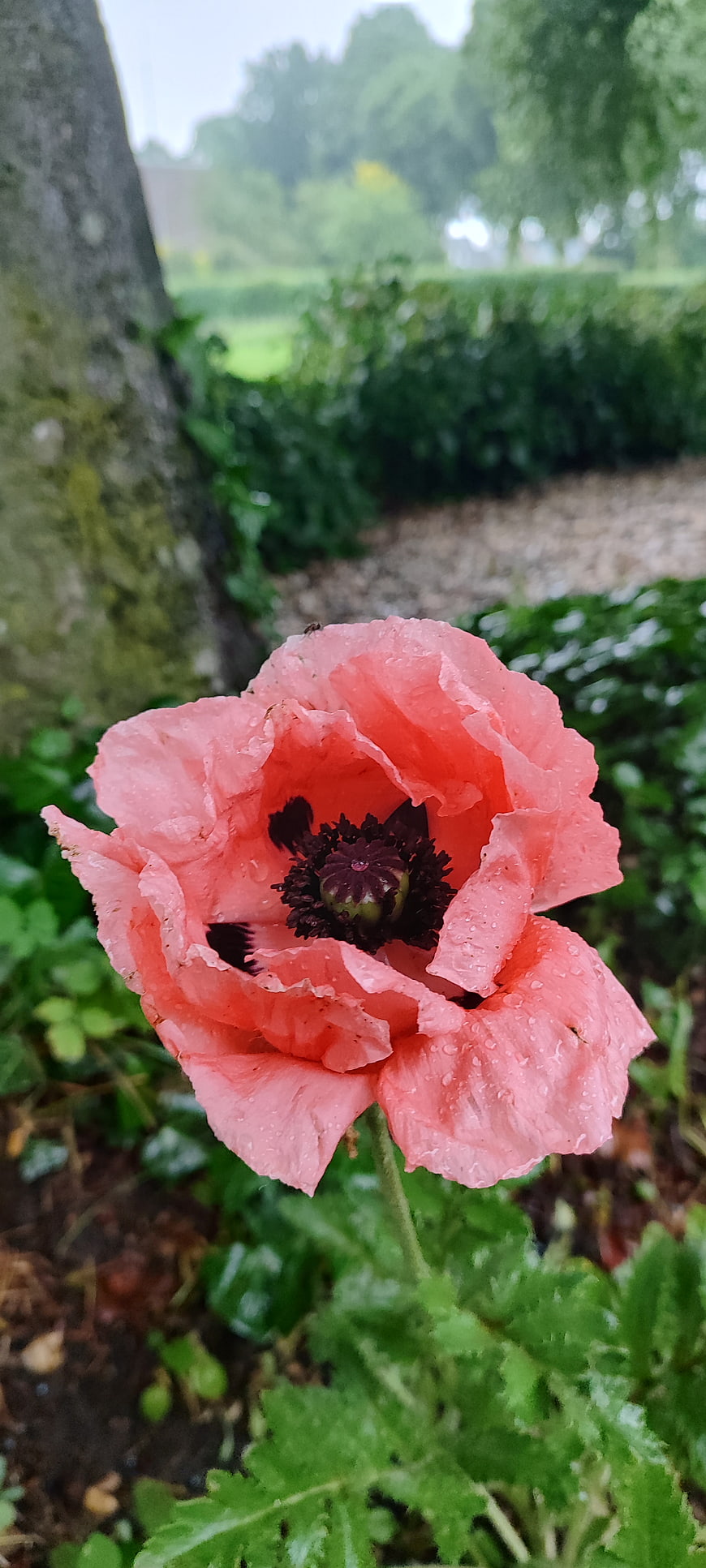 Close-up of Pink Poppy with Raindrops in Garden