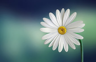 White Daisy Flower on Blue Green Gradient Background