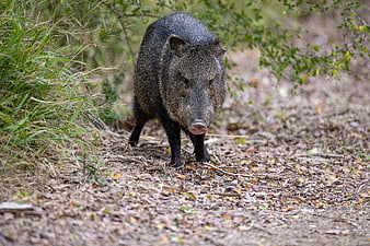 Wild Javelina Walking on Forest Trail