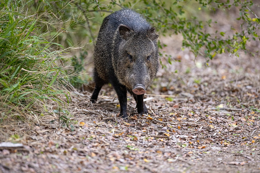 Wild Javelina Walking on Forest Trail