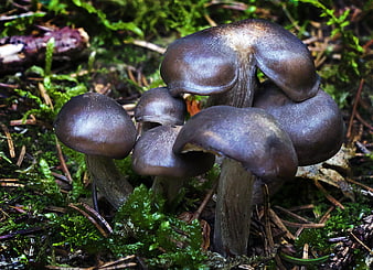 Close-up of dark brown mushrooms growing in green moss