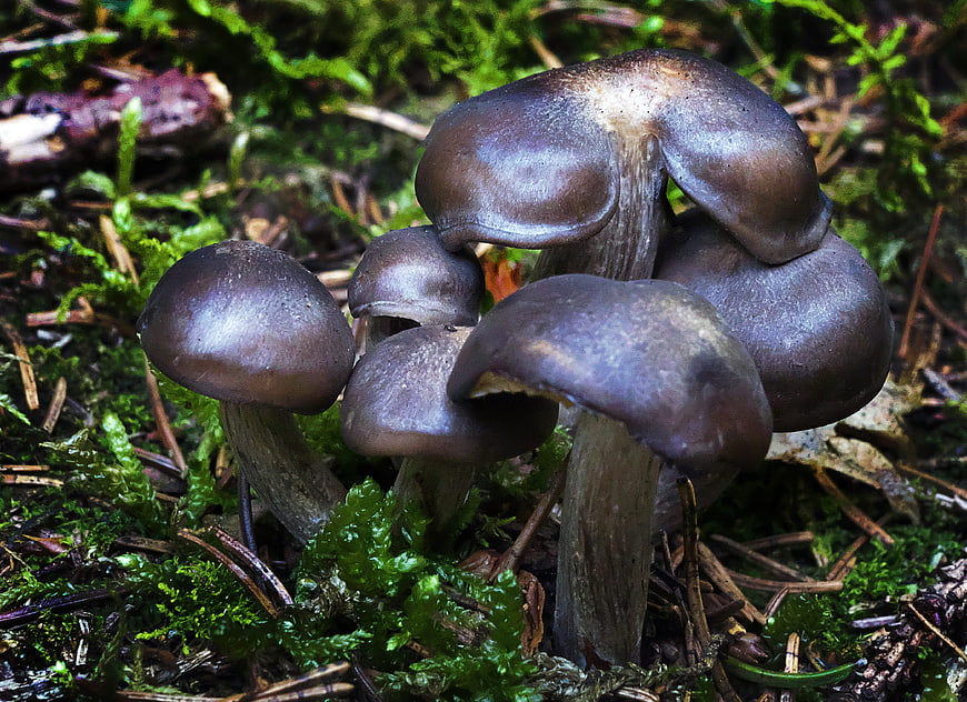 Close-up of dark brown mushrooms growing in green moss