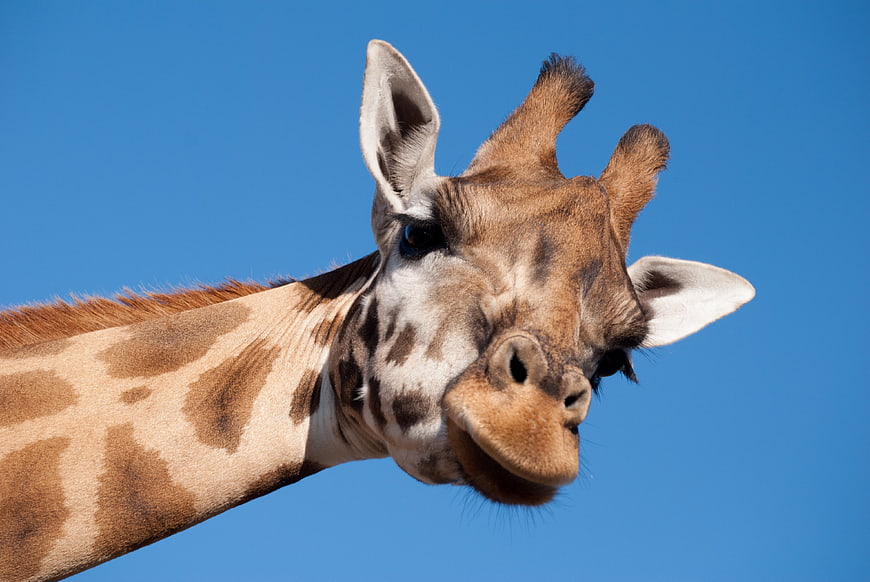 Close-up portrait of a giraffe head against a clear blue sky
