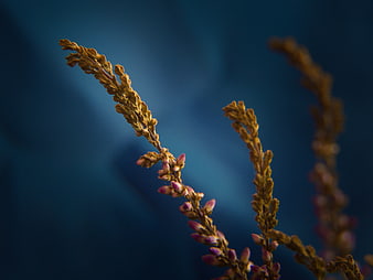 Close-up of dried heather flowers against a deep blue background