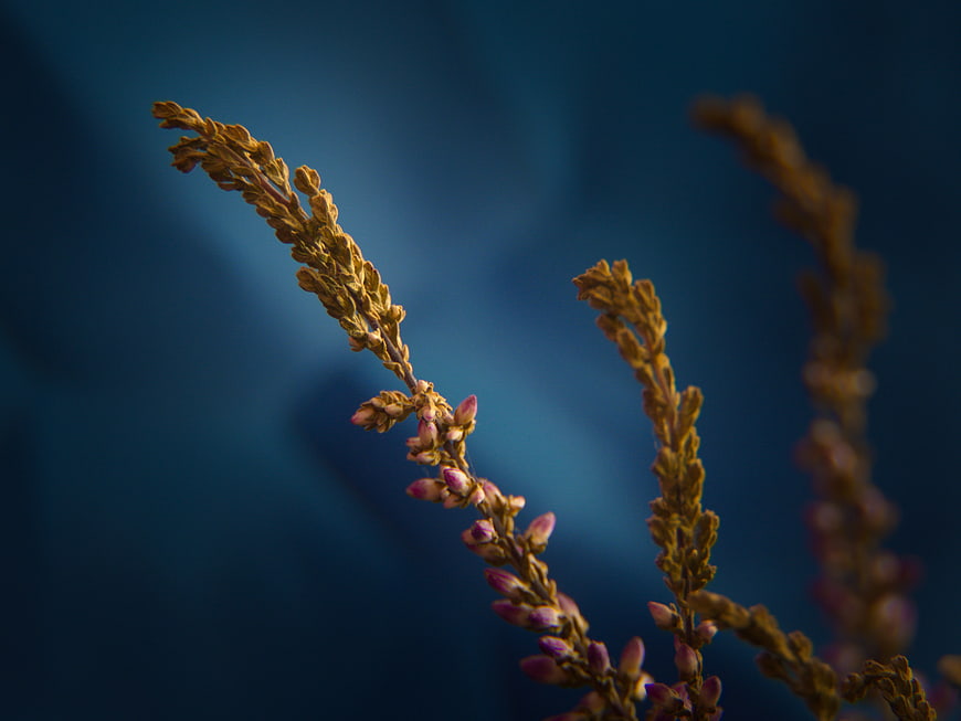 Close-up of dried heather flowers against a deep blue background