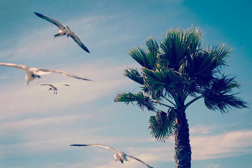 Seagulls Flying Past Palm Tree Against Blue Sky