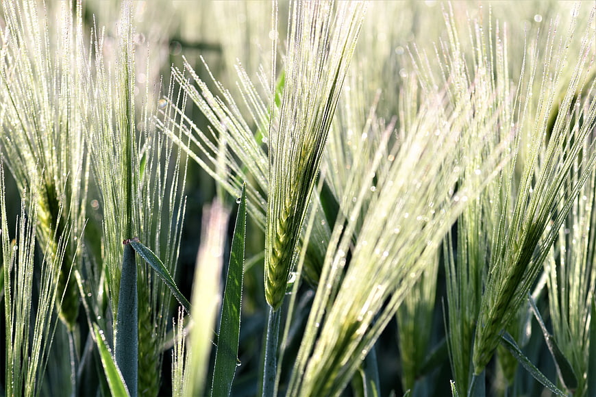 Close-up of green barley spikes with morning dew in a field