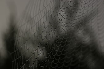 Close-up of intricate spider web pattern in monochrome