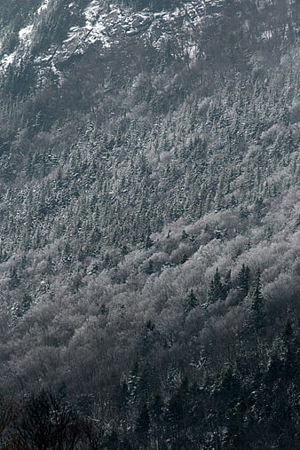 Snow-covered mountain slope with dense winter forest