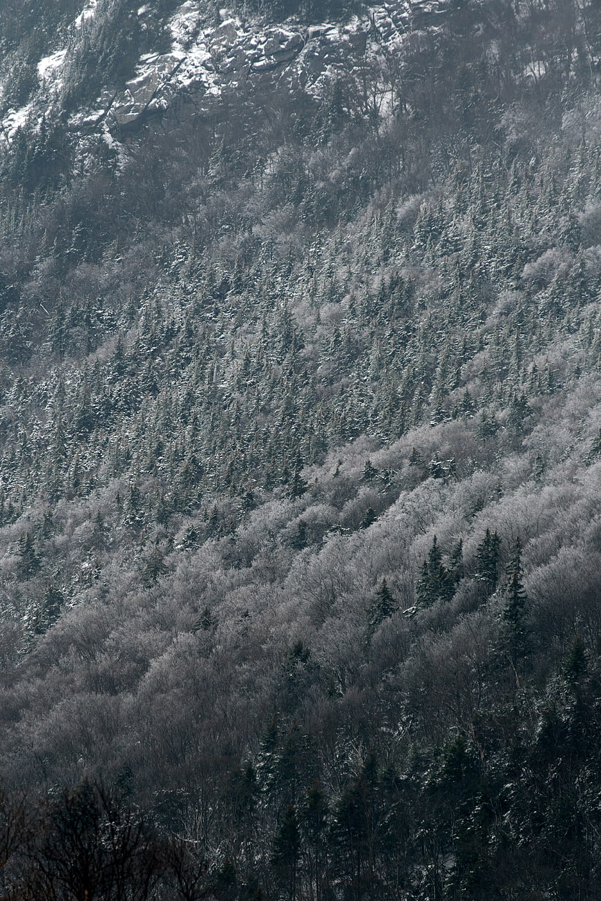 Snow-covered mountain slope with dense winter forest