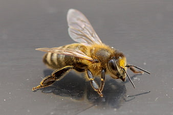 Macro Close-Up of Honeybee on Gray Surface