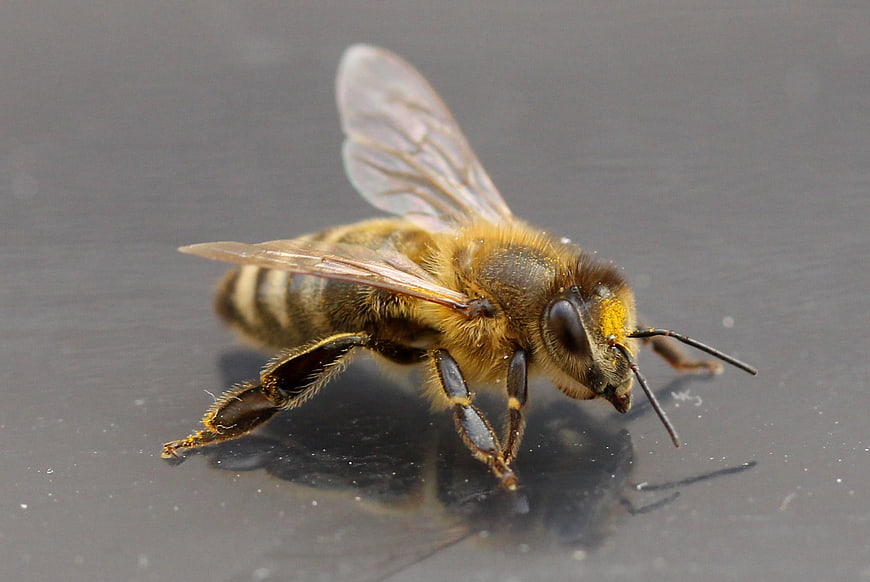 Macro Close-Up of Honeybee on Gray Surface