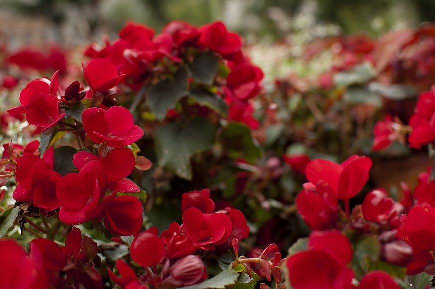 Vibrant Red Begonia Flowers in a Garden Setting