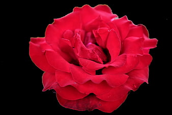 Vibrant Red Rose Isolated on Black Background