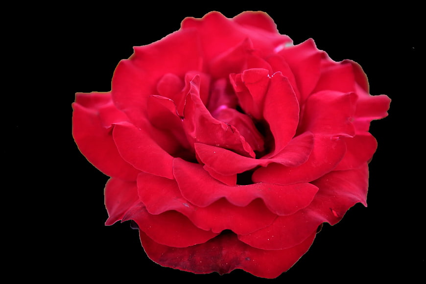 Vibrant Red Rose Isolated on Black Background