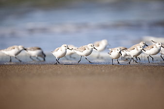 Sanderling birds walking along sandy beach shoreline