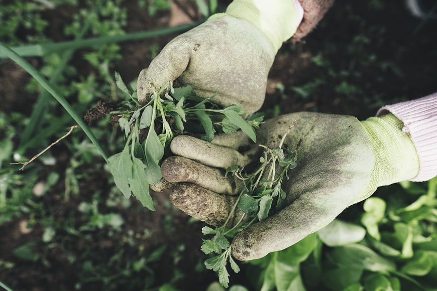 Gardener hands holding weeds in soil