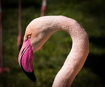 Close-up of a Pink Flamingo Head and Neck