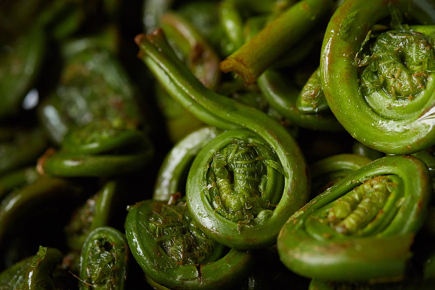 Close-up of fresh green fiddleheads ferns