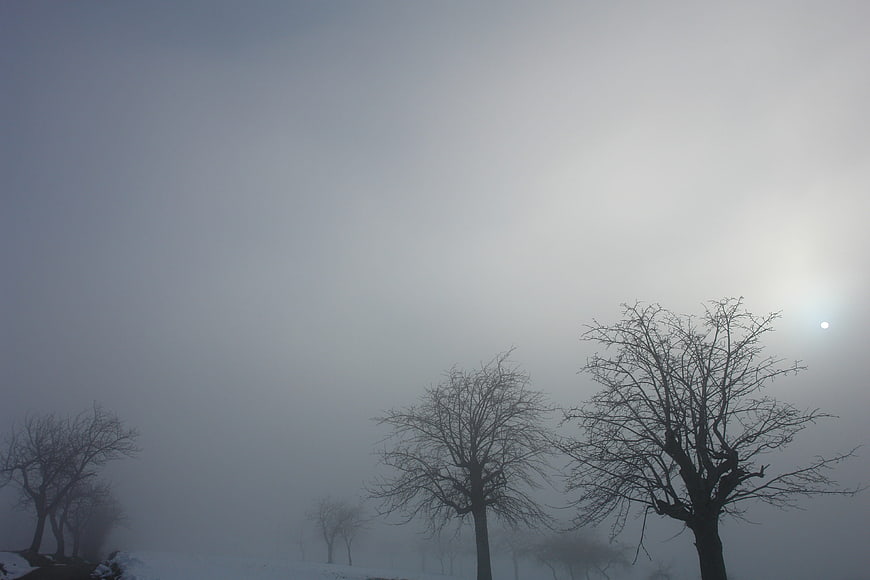 Silhouetted bare trees in a foggy winter landscape