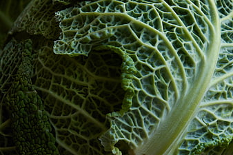 Macro Texture of Savoy Cabbage Leaf