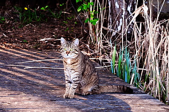 Tabby Cat Sitting on Wooden Dock in Nature
