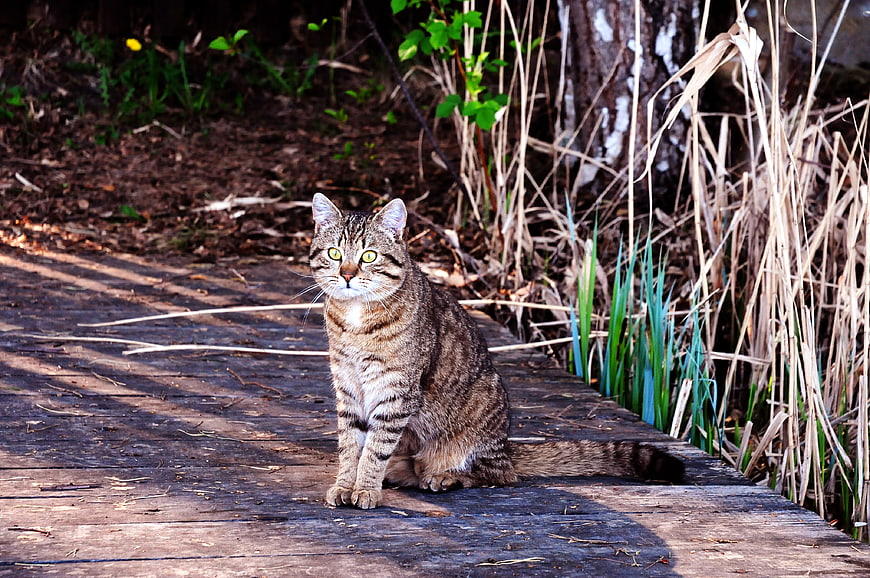 Tabby Cat Sitting on Wooden Dock in Nature
