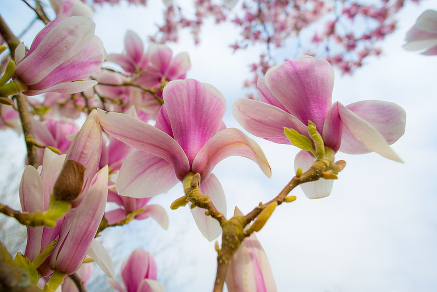 Pink Magnolia Blossoms in Spring Bloom