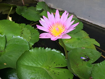 Pink Water Lily with Yellow Center on Green Lily Pads
