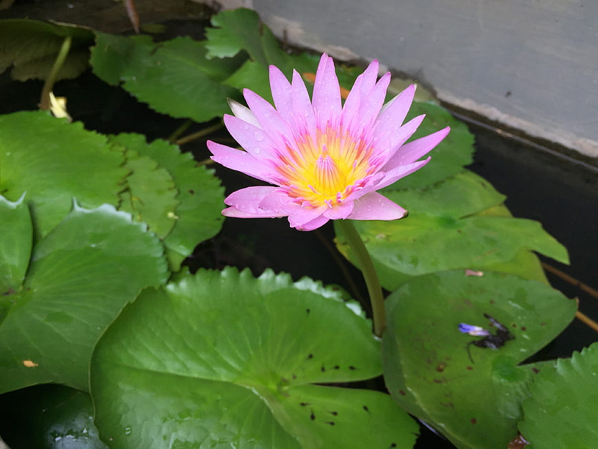 Pink Water Lily with Yellow Center on Green Lily Pads