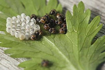 Ladybug Nymphs and Eggs on Green Leaf Macro