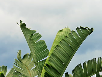 Torn Green Banana Leaves Against Overcast Sky