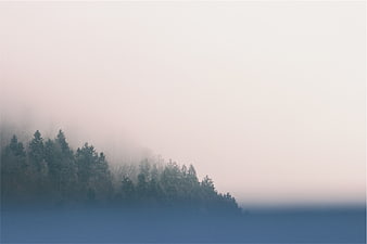 Misty Forest Silhouette Against Soft Pink Sky