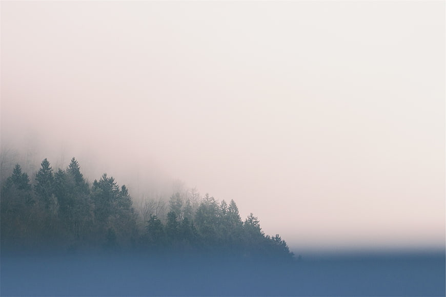 Misty Forest Silhouette Against Soft Pink Sky