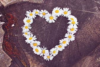 Daisy Flowers Arranged in Heart Shape on Tree Stump